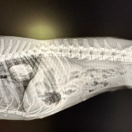 Bone stuck in esophagus. Bone stuck in esophagus.