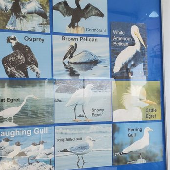 Good Natured River Tours - The birds you'll see on the trip. - Boating Near Me - Melbourne, Florida