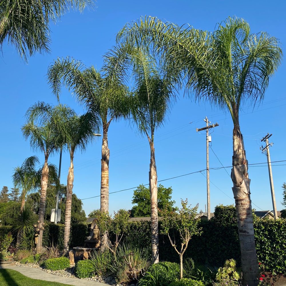 Our palm trees came out awesome! Our palm trees came out awesome!