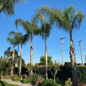 Central Valley Landscape & Tree - Our palm trees came out awesome! - Tree Services Near Me - Modesto, California