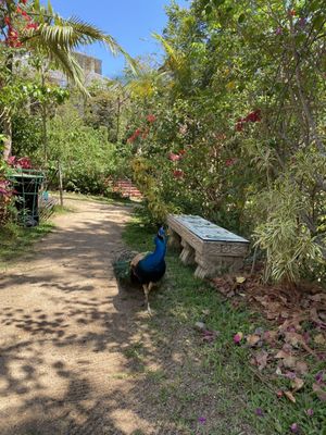 Vallarta Botanical Gardens AC by null