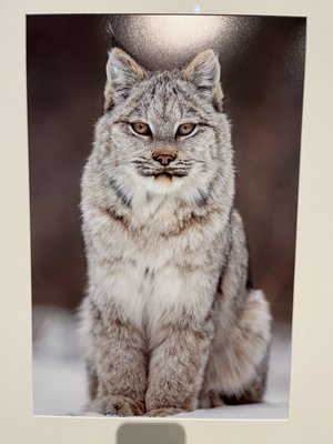 Whyte Museum of the Canadian Rockies by null