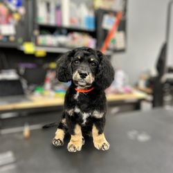 Knotty Paws