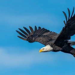 Wethook Guide Service - Bird Watching & Lake Tours