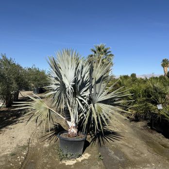 Madison Gardens - Nurseries & Gardening Near Me - Indio, California
