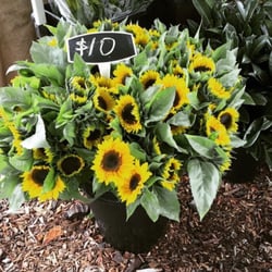 Castle Hill Farmers' Market & Fine Food Market - Sunflowers anyone?