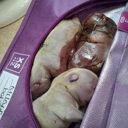 This is how they handed me the puppies This is how they handed me the puppies