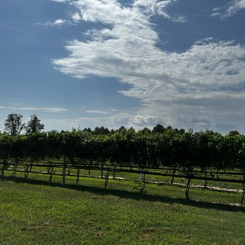 Chesapeake Manor Vineyard - Vineyard - Wine Tasting Room Near Me - Stevensville, Maryland