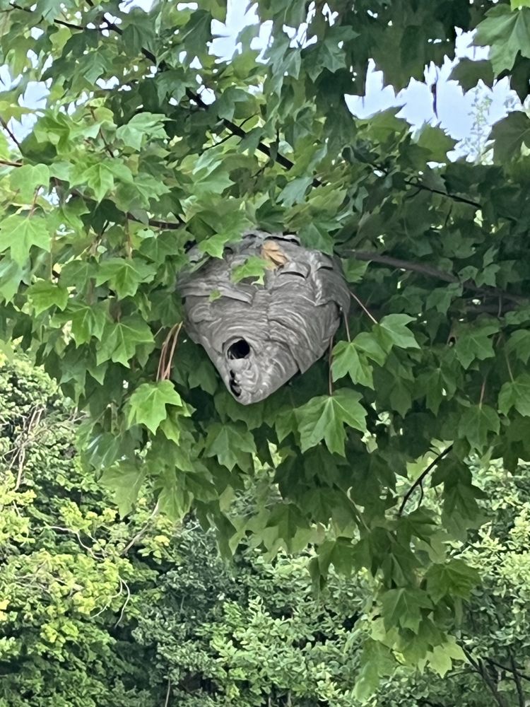 TRIO PEST CONTROL with 10 real customer photos Updated August 2024 3158 E Thompson Rd