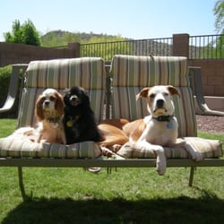 Lap Of Luxury Pet Sitting - Minnie, Mickey, and Goofy Relaxing at Home