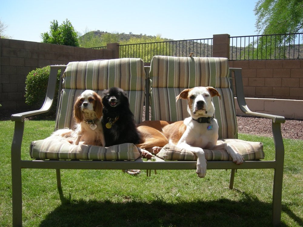 LAP OF LUXURY PET SITTING Phoenix, Arizona Dog Walkers Phone