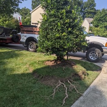 Triangle Concrete - Holly tree that was moved - Masonry/Concrete Near Me - Raleigh, North Carolina Triangle Concrete - Holly tree that was moved - Masonry/Concrete Near Me - Raleigh, North Carolina