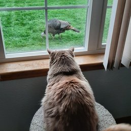 My cat dreaming about a turkey dinner
