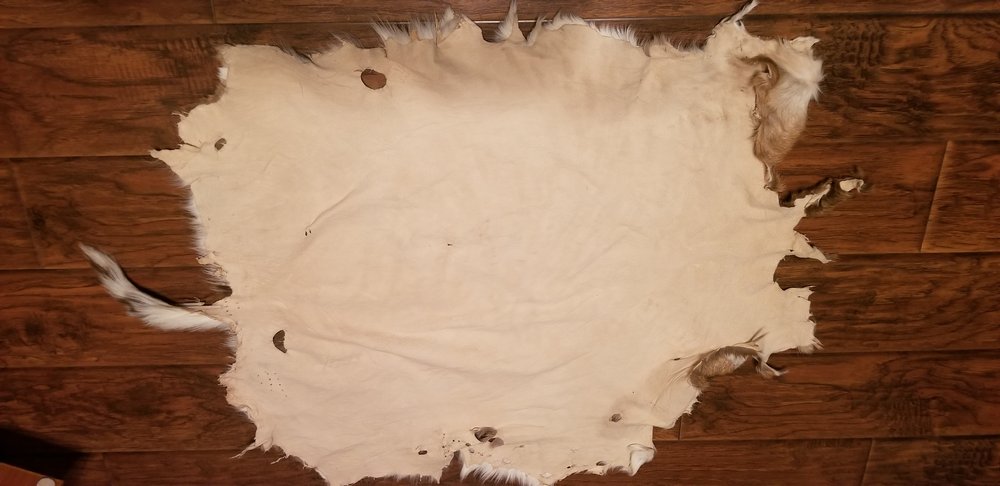 Taxidermy Designs - taxidermy in Tomball, TX