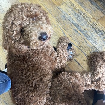 Who's your Doggy - Before Groom (all I wasted was a trim) Hair is very soft, not Matted to the skin like Marlon described - Pet Stores Near Me - Brooklyn, New York Who's your Doggy - Before Groom (all I wasted was a trim) Hair is very soft, not Matted to the skin like Marlon described - Pet Stores Near Me - Brooklyn, New York