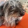 Photo of Chasin' Tails Doggie Spa