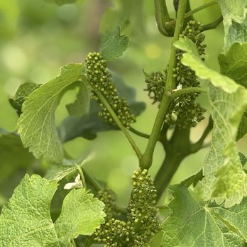 Vino Virginia - Wine Tours Near Me