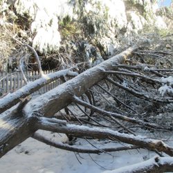 Payne's Tree Service