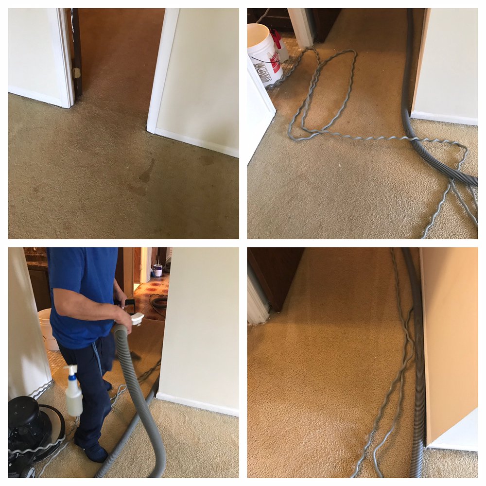 MONARCH RUG & CARPET CLEANERS Updated September 2024 7325