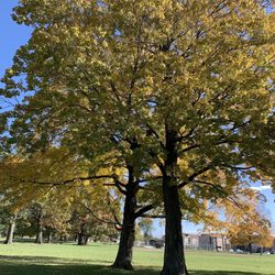 Wilson Park