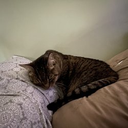 Downey Veterinary Hospital - Before her visit with Dr. Raymond . Feeling week and having a hard time swallowing.