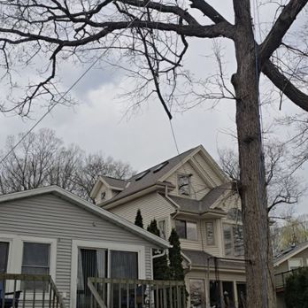 Man vs Tree - Tree Services Near Me Man vs Tree - Tree Services Near Me