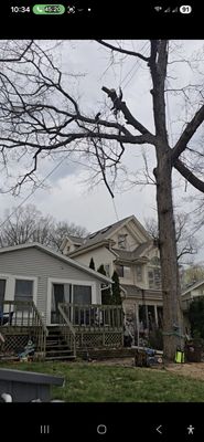 Man vs Tree on Yelp