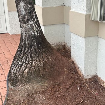 E Aguilar Landscaping - Landscaping Near Me - West Palm Beach, Florida E Aguilar Landscaping - Landscaping Near Me - West Palm Beach, Florida