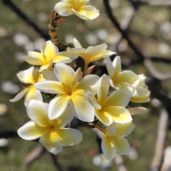 Ford Island - We don't have much cherry blossoms, but Plumeria Blossom Season will do just fine in Hawaii! - Landmarks & Historical Buildings Near Me - Honolulu, Hawaii Ford Island - We don't have much cherry blossoms, but Plumeria Blossom Season will do just fine in Hawaii! - Landmarks & Historical Buildings Near Me - Honolulu, Hawaii