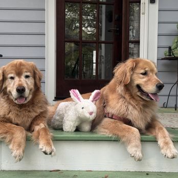 Marsh Tide Veterinary Hospital - Elliott and Lucey...and the Easter Bunny. - Veterinarians Near Me - Mount Pleasant, South Carolina Marsh Tide Veterinary Hospital - Elliott and Lucey...and the Easter Bunny. - Veterinarians Near Me - Mount Pleasant, South Carolina