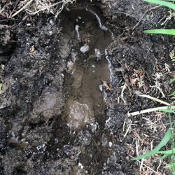 Ragone's Plumbing Services - Front yard leak