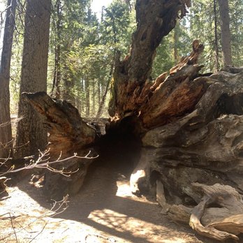 Calaveras Big Trees State Park - Inside the park - Parks Near Me - Arnold, California Calaveras Big Trees State Park - Inside the park - Parks Near Me - Arnold, California