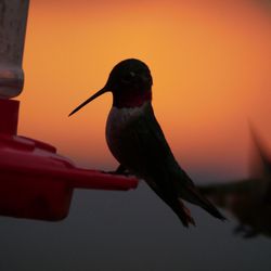 Great Sand Dunes Lodge - Hummingbirds outside our room at sunset