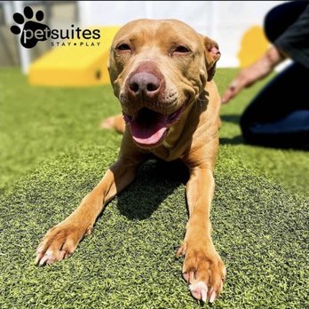 PetSuites Round Rock - Pet Boarding Near Me - Round Rock, Texas PetSuites Round Rock - Pet Boarding Near Me - Round Rock, Texas