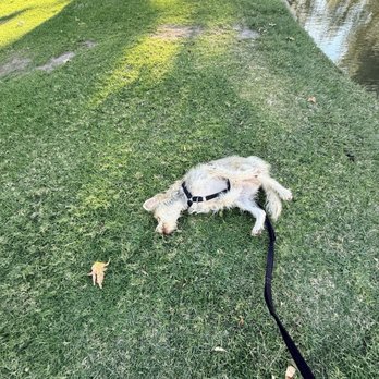 I C A R E Dog Rescue - Animal Shelters Near Me - Corona, California I C A R E Dog Rescue - Animal Shelters Near Me - Corona, California