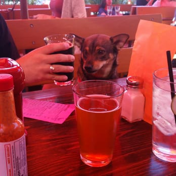 OHSO Distillery - Beer, brunch and puppy's what an amazing place!!! - New American Near Me - Scottsdale, Arizona OHSO Distillery - Beer, brunch and puppy's what an amazing place!!! - New American Near Me - Scottsdale, Arizona
