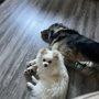 Wag n Walk Pet Services
