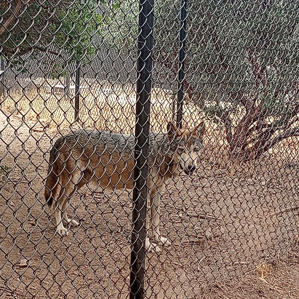 California Wolf Center - Thor, one of 19 Mexican gray wolves on the property - Zoos Near Me - Julian, California California Wolf Center - Thor, one of 19 Mexican gray wolves on the property - Zoos Near Me - Julian, California