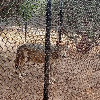 California Wolf Center - Thor, one of 19 Mexican gray wolves on the property - Zoos Near Me - Julian, California