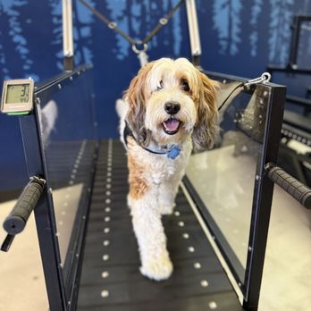 Wash Your Dog Spot - Pet Groomers Near Me - Springfield, Oregon