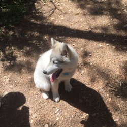 Jack's Park - Frankie. Dogs allowed on leashes.