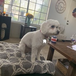 My dog My dog