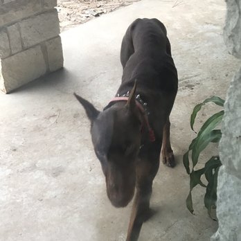 Campbell Farm Kennels - Pet Sitting Near Me - Huffman, Texas