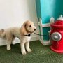 Photo of Dog's Zen