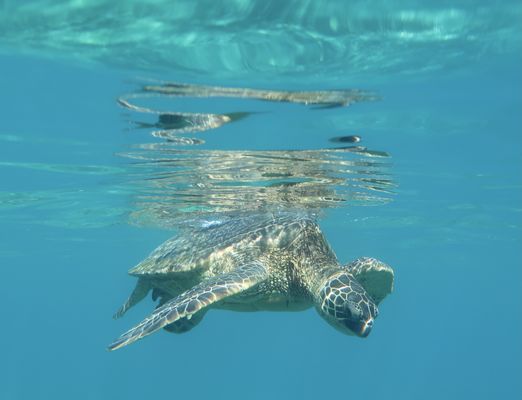 Turtle Town SUP Rentals by null