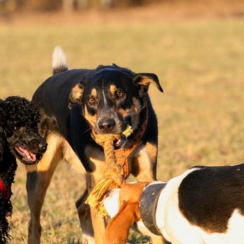 Sanny's Hundeservice - Pet Training Near Me - Nuremberg, BY