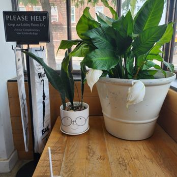 High Tide - nerdy plant gonna go to Harvard.  papa plant must be so proud - Bakeries Near Me - Queens, New York