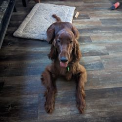 South Point Pet Spa