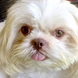 Gwen's Dog House - Chivas