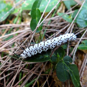 Silver Lakes Rotary Nature Park - Zebra Longwing Butterfly Caterpillar. - Parks Near Me - Davie, Florida Silver Lakes Rotary Nature Park - Zebra Longwing Butterfly Caterpillar. - Parks Near Me - Davie, Florida